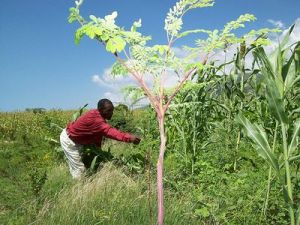moringa in haiti
