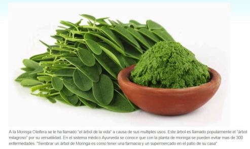 Nutricionales Moringa